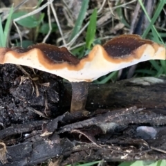 Polyporus at Quaama, NSW - 27 Mar 2020 by FionaG