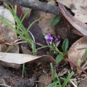 Glycine tabacina at Majura, ACT - 26 Apr 2020