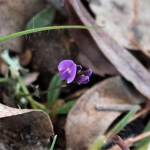 Glycine tabacina at Majura, ACT - 26 Apr 2020