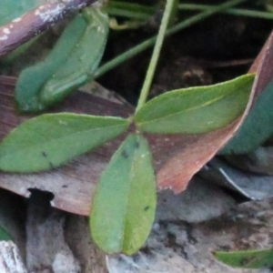 Glycine tabacina at Majura, ACT - 26 Apr 2020