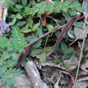 Glycine tabacina at Majura, ACT - 26 Apr 2020