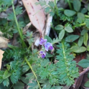 Glycine tabacina at Majura, ACT - 26 Apr 2020