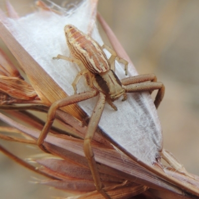 Runcinia acuminata (Pointy Crab Spider) at Paddys River, ACT - 29 Dec 2019 by michaelb