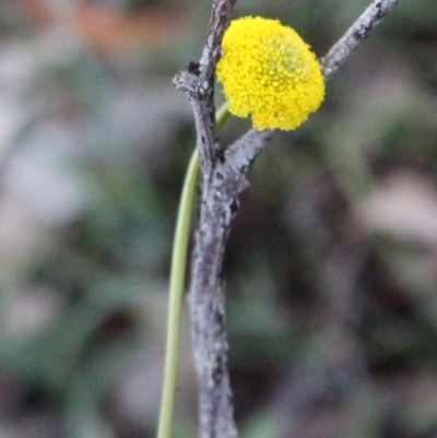 Craspedia variabilis (Common Billy Buttons) at Majura, ACT - 26 Apr 2020 by Sarah2019