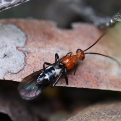 Braconidae (family) (Unidentified braconid wasp) at Murrah, NSW - 25 Apr 2020 by FionaG