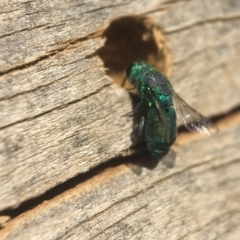 Chrysididae (family) (Cuckoo wasp or Emerald wasp) at Fyshwick, ACT - 21 Apr 2020 by PeterA