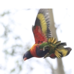 Trichoglossus moluccanus (Rainbow Lorikeet) at Higgins, ACT - 26 Apr 2020 by Alison Milton