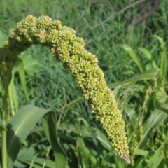 Setaria italica (Foxtail Millet) at Macgregor, ACT - 22 Apr 2020 by pinnaCLE