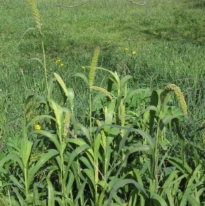 Setaria italica at Macgregor, ACT - 22 Apr 2020