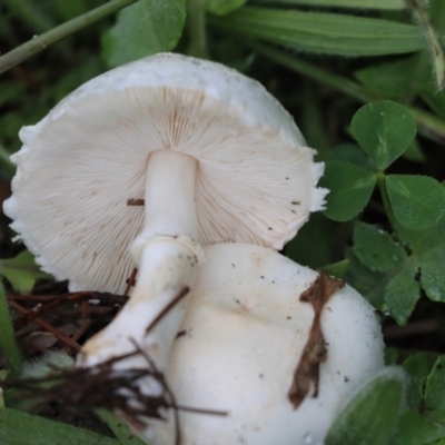 Lepiota s.l. at Higgins, ACT - 26 Apr 2020 by Alison Milton