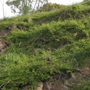 Rubus parvifolius at Latham, ACT - 23 Mar 2020