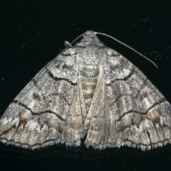 Dysbatus singularis (Dry-country Line-moth) at Ainslie, ACT - 18 Dec 2019 by jbromilow50