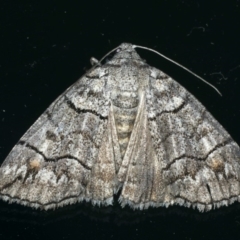 Dysbatus singularis (Dry-country Line-moth) at Ainslie, ACT - 18 Dec 2019 by jb2602