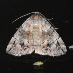 Dysbatus stenodesma (Dysbatus stenodesma) at Ainslie, ACT - 18 Dec 2019 by jb2602