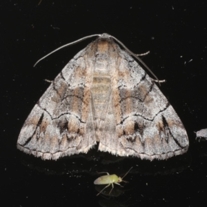 Dysbatus stenodesma at Ainslie, ACT - 18 Dec 2019