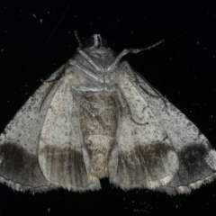 Dysbatus stenodesma at Ainslie, ACT - 18 Dec 2019 10:24 PM