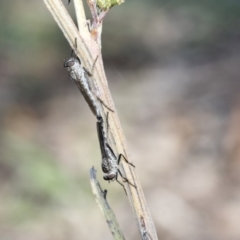Cerdistus sp. (genus) (Yellow Slender Robber Fly) at Dunlop, ACT - 24 Apr 2020 by AlisonMilton
