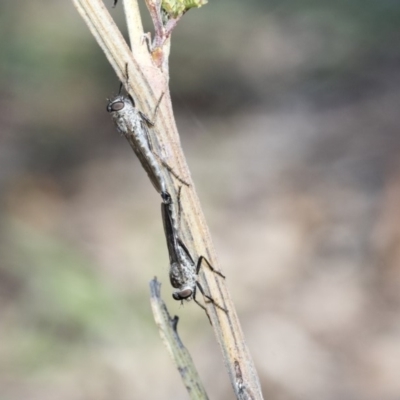 Cerdistus sp. (genus) (Yellow Slender Robber Fly) at Dunlop, ACT - 24 Apr 2020 by AlisonMilton