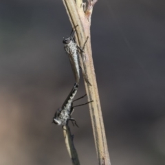 Cerdistus sp. (genus) at Dunlop, ACT - 24 Apr 2020