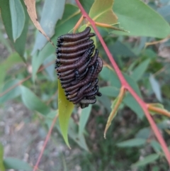 Perginae sp. (subfamily) (Unidentified pergine sawfly) at Berrima - 22 Apr 2020 by Margot