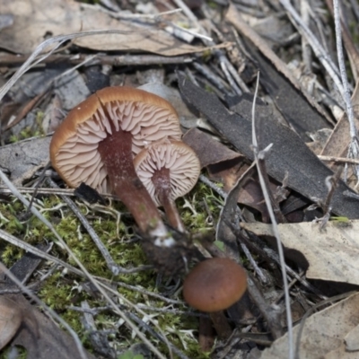 Laccaria sp. (Laccaria) at Hawker, ACT - 23 Apr 2020 by Alison Milton