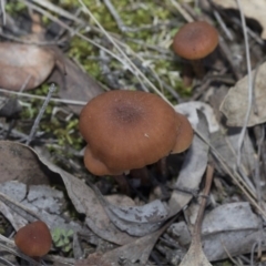 Laccaria sp. at Hawker, ACT - 24 Apr 2020