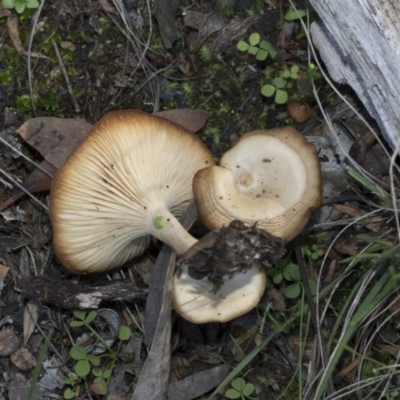 zz agaric (stem; gills white/cream) at Hawker, ACT - 23 Apr 2020 by AlisonMilton