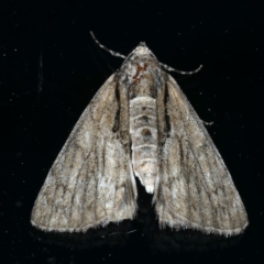 Rhuma argyraspis (Webbed Grey) at Ainslie, ACT - 18 Dec 2019 by jb2602