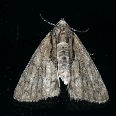 Rhuma argyraspis (Webbed Grey) at Ainslie, ACT - 18 Dec 2019 by jbromilow50