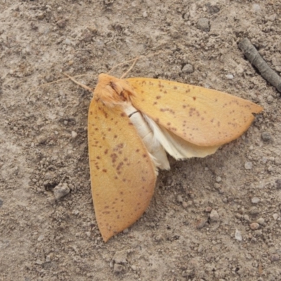 Plesanemma fucata (Lemon Gum Moth) at Hawker, ACT - 28 Apr 2010 by AlisonMilton