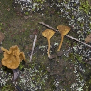 Lichenomphalia chromacea at Hawker, ACT - 24 Apr 2020