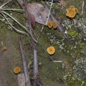 Lichenomphalia chromacea at Hawker, ACT - 24 Apr 2020