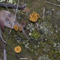 Lichenomphalia chromacea at Hawker, ACT - 24 Apr 2020 09:05 AM