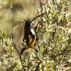 Acanthorhynchus tenuirostris (Eastern Spinebill) at Hawker, ACT - 27 Jul 2014 by Alison Milton