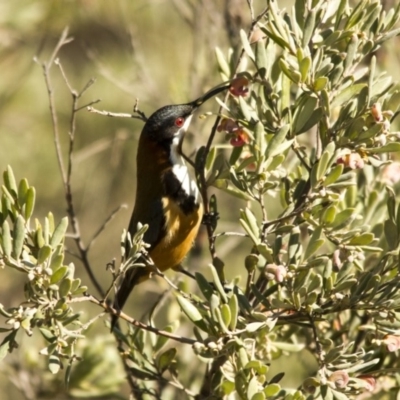Acanthorhynchus tenuirostris (Eastern Spinebill) at Hawker, ACT - 27 Jul 2014 by Alison Milton