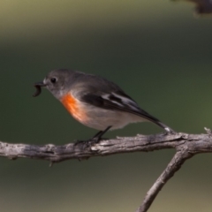 Petroica boodang (Scarlet Robin) at Hawker, ACT - 27 Jul 2014 by Alison Milton