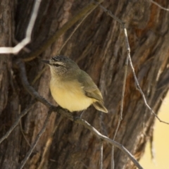 Acanthiza chrysorrhoa (Yellow-rumped Thornbill) at Hawker, ACT - 27 Jul 2014 by AlisonMilton