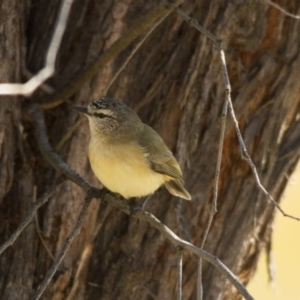 Acanthiza chrysorrhoa at Hawker, ACT - 27 Jul 2014 02:07 PM