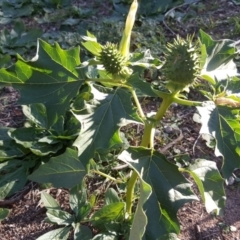 Datura stramonium (Common Thornapple) at Isaacs Ridge - 26 Apr 2020 by Mike