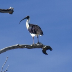 Threskiornis spinicollis (Straw-necked Ibis) at Hawker, ACT - 17 Jan 2015 by Alison Milton