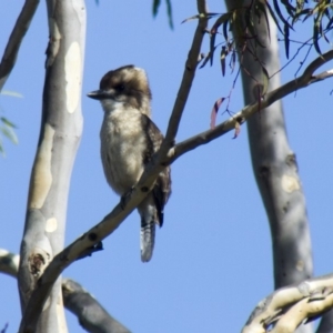 Dacelo novaeguineae at Hawker, ACT - 18 Jan 2015