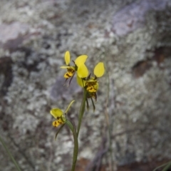 Diuris sulphurea (Tiger Orchid) at Hawker, ACT - 28 Oct 2014 by AlisonMilton