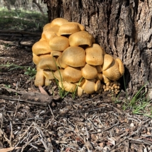 Gymnopilus junonius at Hackett, ACT - 27 Apr 2020 10:51 AM