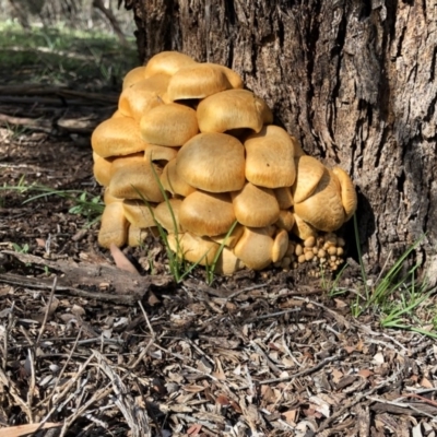 Gymnopilus junonius (Spectacular Rustgill) at Hackett, ACT - 27 Apr 2020 by Ratcliffe