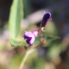 Glycine tabacina (Variable Glycine) at Denman Prospect, ACT - 27 Apr 2020 by Sarah2019