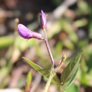 Glycine tabacina at Denman Prospect, ACT - 27 Apr 2020