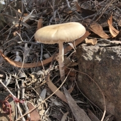 Oudemansiella gigaspora group (Rooting Shank) at Hackett, ACT - 27 Apr 2020 by Ratcliffe
