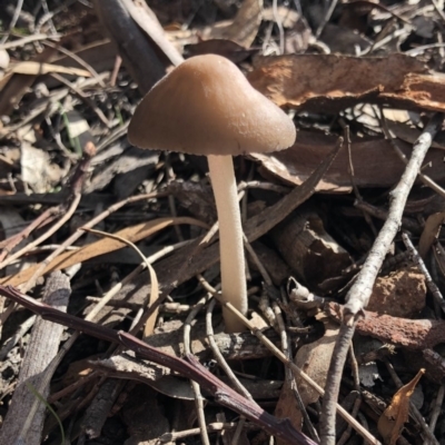 Oudemansiella gigaspora group (Rooting Shank) at Hackett, ACT - 27 Apr 2020 by Ratcliffe