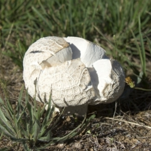 Calvatia sp. at Hawker, ACT - 18 Jan 2015