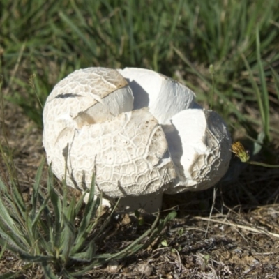 Calvatia sp. (a puffball ) at Hawker, ACT - 17 Jan 2015 by Alison Milton